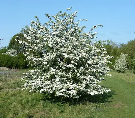 hawthorn