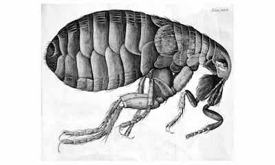 The phrase 'If you lie down with dogs, you will get up with fleas' - meaning and origin.