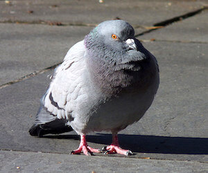 The phrase 'Pigeon-chested' - meaning and origin.