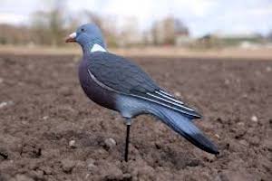 Stool pigeon