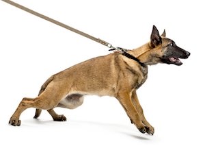 Strain at the leash