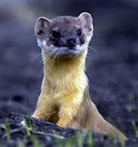 Image result for pop goes the weasel