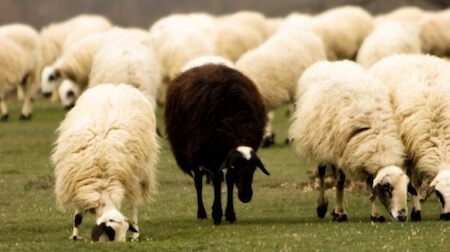 The phrase 'The black sheep of the family' - meaning and origin.