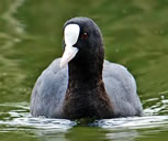 As bald as a coot