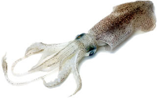 damp-squid.jpg