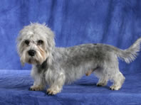 Dandie Dinmont