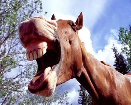 The meaning and origin of 'Don't look a gift horse in the mouth'.