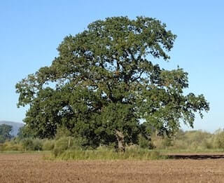 Great oaks from little acorns grow