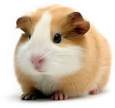 Guinea-pig