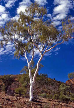 Up a gum tree