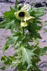 The bane of my life - henbane