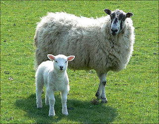 LAMB definition in American English