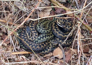 Nest of vipers