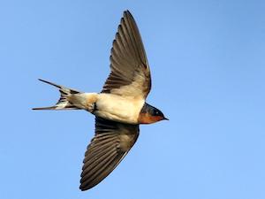 One swallow doesn't make a summer.