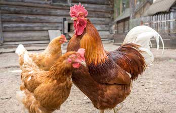 The phrase 'Pecking order' - meaning and origin. The phrase 'Pecking order' - meaning and origin.