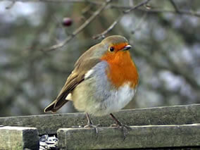 Round Robin