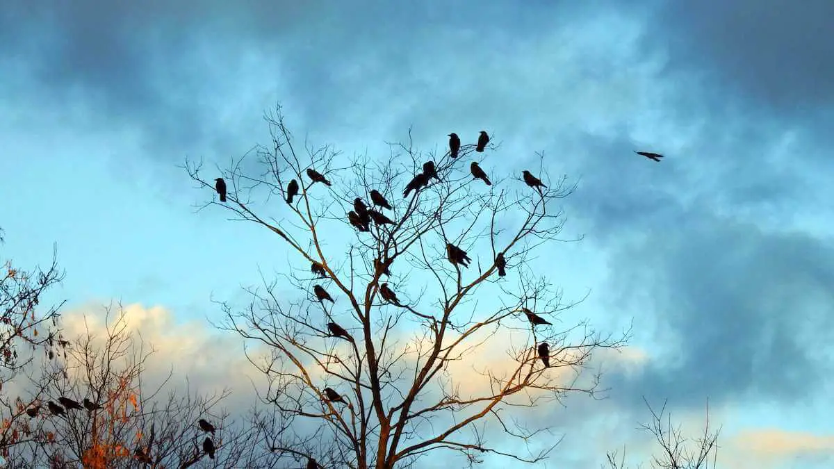 The phrase 'Stone the crows' - meaning and origin.