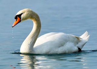 Swan song