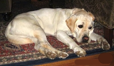 The phrase 'You can't teach an old dog new tricks' - meaning and origin. The phrase 'You can't teach an old dog new tricks' - meaning and origin.