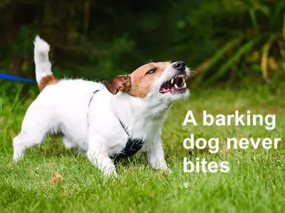A barking dog never bites