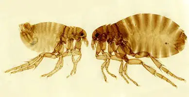 Big fleas have little fleas upon their back to bite ’em