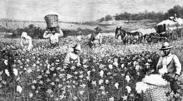 Cotton-picking