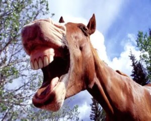 Don't Look A Gift Horse In The Mouth - Meaning & Origin Of The Phrase