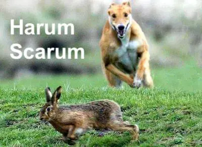 Harum-scarum