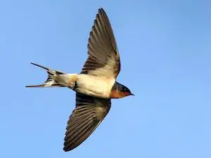 One swallow doesn’t make a summer